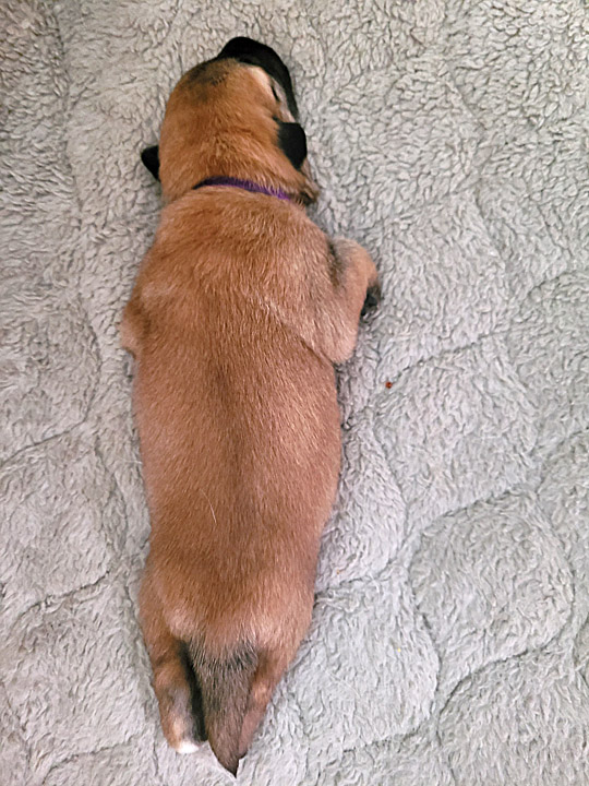 chinook dog